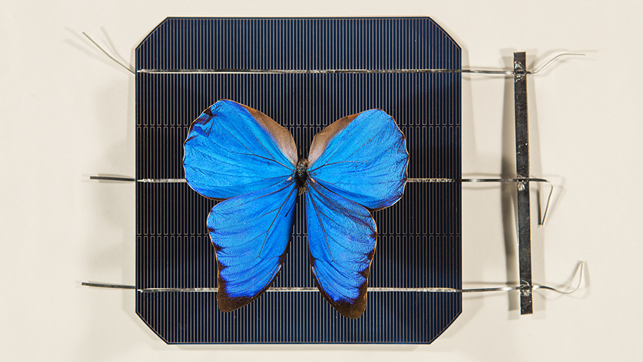 A blue Morpho butterfly on top of a solar cell