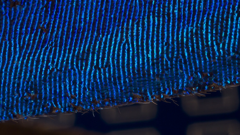 A close up of a blue Morpho butterfly's wing