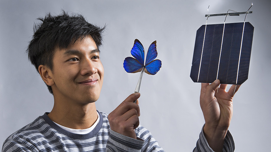 Co-researcher Kevin Le from ANU with a blue Morpho butterfly and a solar cell