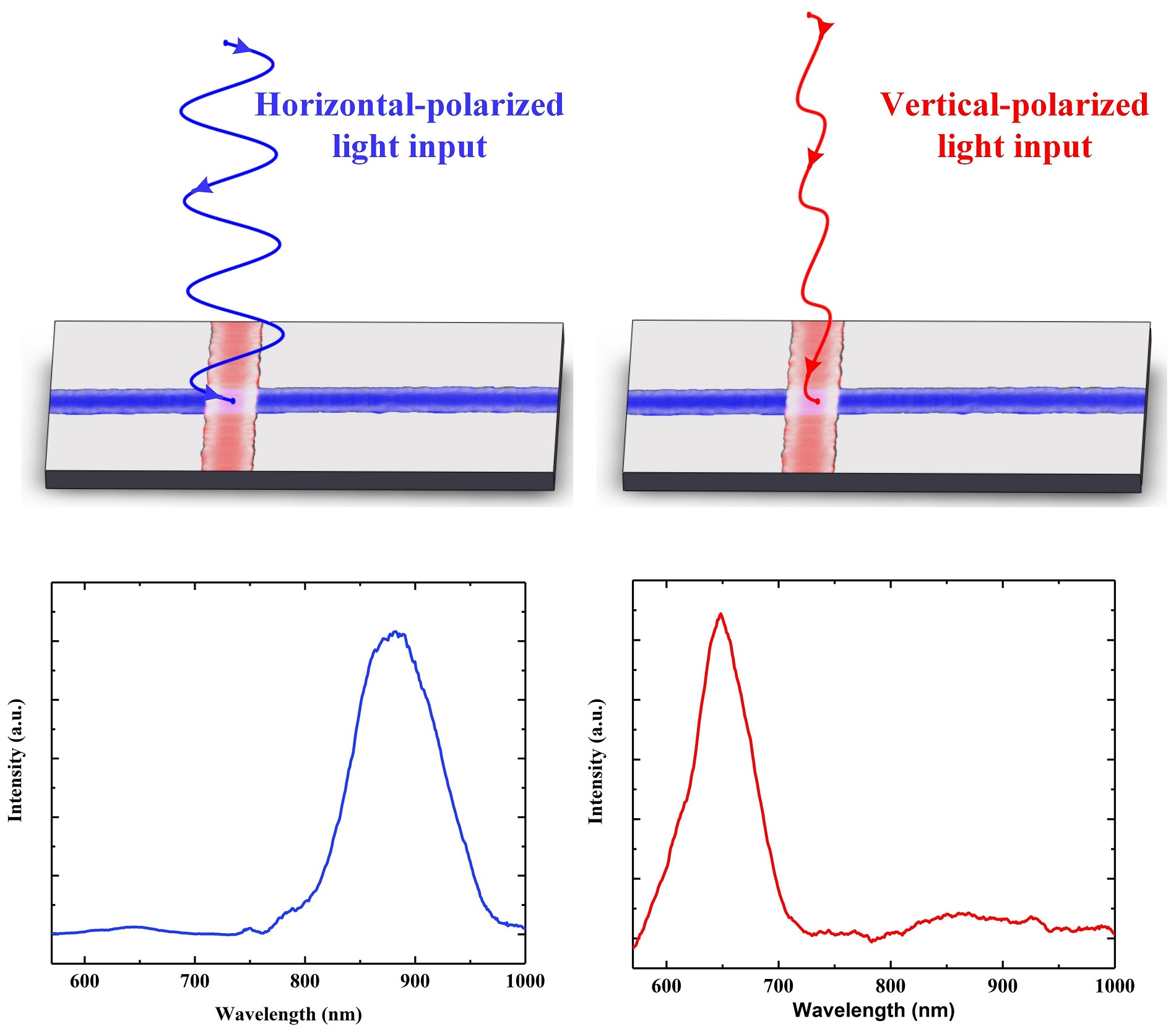 All-optical wavelength switch under the different polarization light inputs