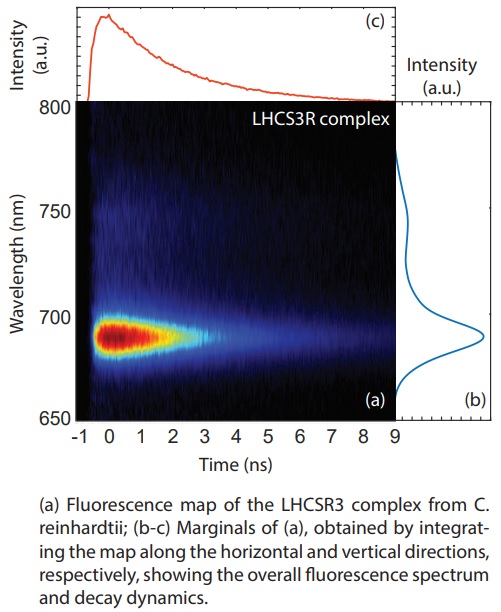 Fluorescence map of the LHCSR3 complex from C. reinhardtii
