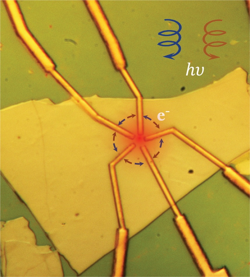 A microscopic image of multiple electrodes on a sheet of Weyl semimetal, with red and blue arrows depicting the circular movement of the light-induced electrical current by either left - or right-circularly polarized light
