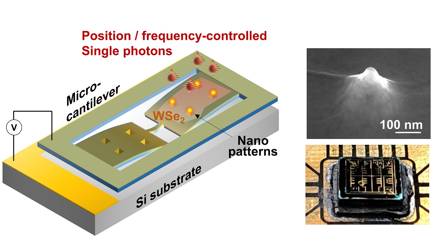 Schematic image of the integrated WSe2 monolayer on the nanopatternd microcantilever after voltage actuation