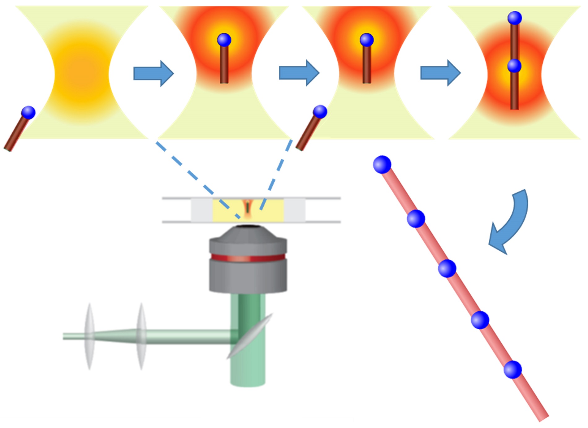 Focused laser light generates an optical tractor beam, which can manipulate and orient semiconductor nanorods with metal tips in an organic solvent solution