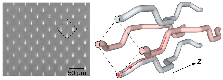 Microscope image of the laser written waveguide array fabricated in glass by researchers at Penn State to have a geometry that leads to the topological protection of light