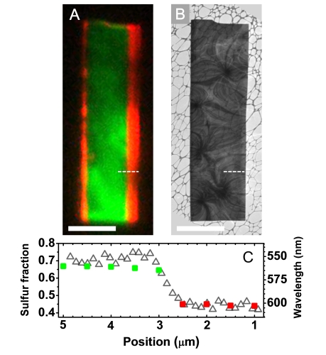 Real-color PL image of a CdSSe lateral heterostructure nanosheet excited by 405 continuous-wave laser