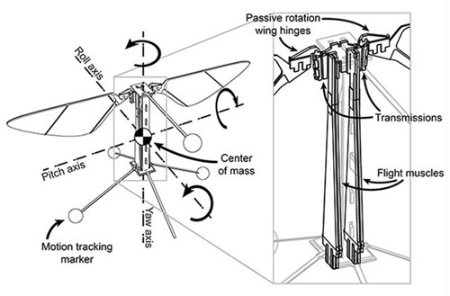 Harvard Robotic Insects 2