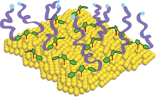 Diagram shows a gold surface with carbene anchors