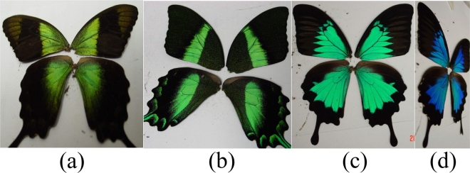 The wings of the three types of butterflies under study