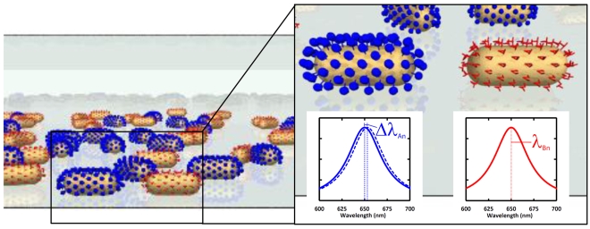 When proteins dock with the specifically functionalized nano-particles, the sensor elements change color