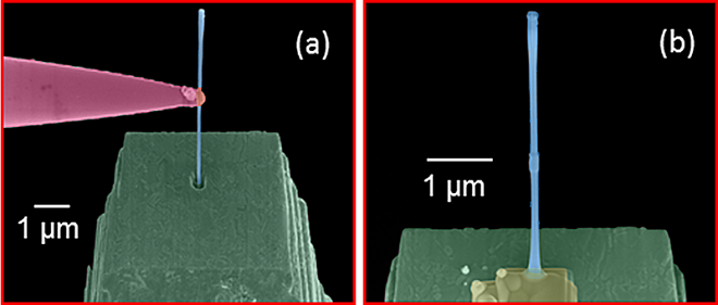 Colorized image shows the manipulator probe used to place a nanowire