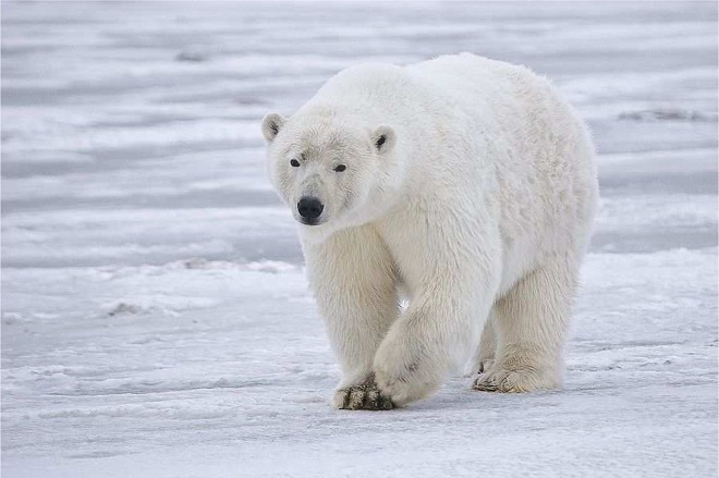 Polar bears