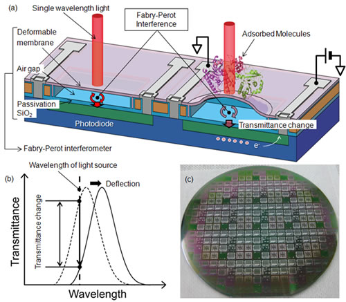 Schematic image of the label-free biosensor based on a MEMS Fabry–Perot interferometer