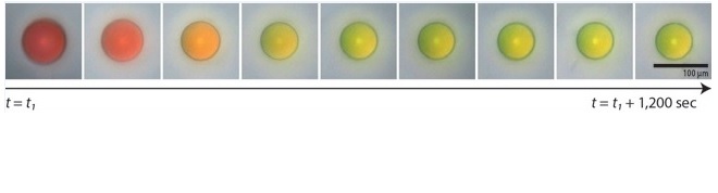 A microcapsule shrinks as it dries, arriving at its final color