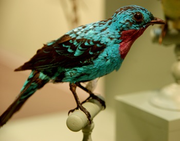 A spangled cotinga