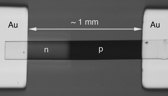 A nanotube detector attached to two gold electrodes