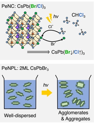 Photoinduced structural and compositional changes in perovskite nanomaterials