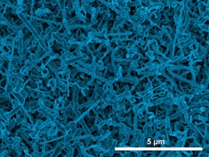 Scanning electron micrograph image of germanium nanowires electrodeposited onto an indium-tin oxide electrode from an aqueous solution