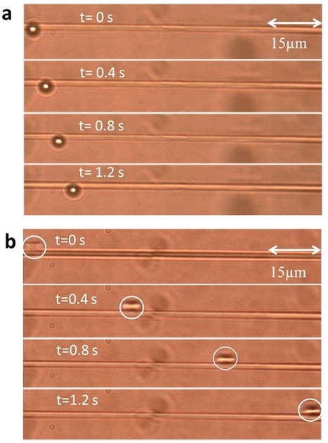 A three micron polystyrene particle