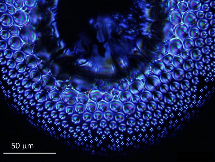 An array of microlenses self-assemble around a central pillar