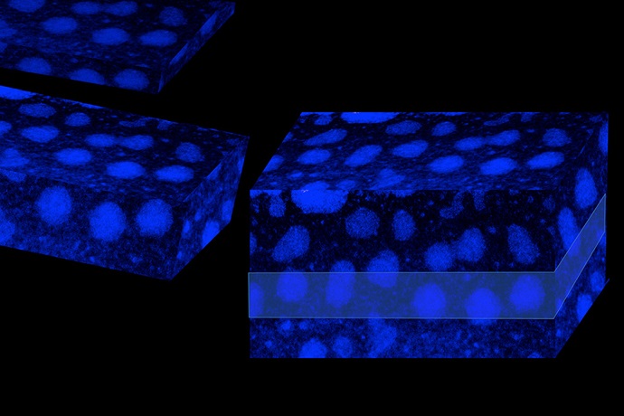 Solving mysteries of conductivity in polymers