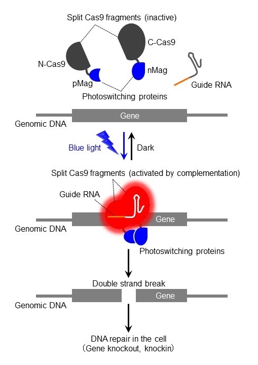 Photoactivatable Cas9 system allows optical control of genome