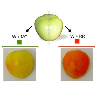 Photonics and Tomatoes