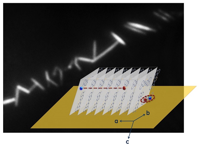 Fluorescence image of self-assembled TAT crystalline nanowires