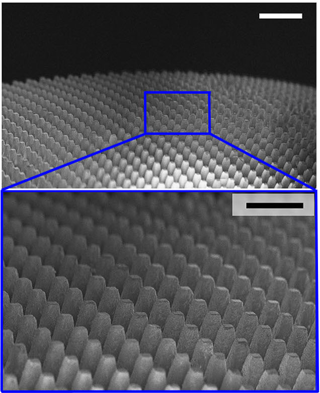 The field of tiny mirrors in the artificial eye was inspired by cup-shaped cells in the eyes of elephantnosed fish