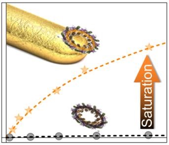 Saturation enhancement of a light-harvesting complex