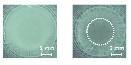 Low-magnification reflection images obtained by polarized microscope with cross-Nicol setup