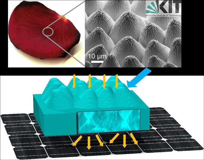 The epidermis of a rose petal is replicated in a transparent layer which is then integrated into the front of a solar cell