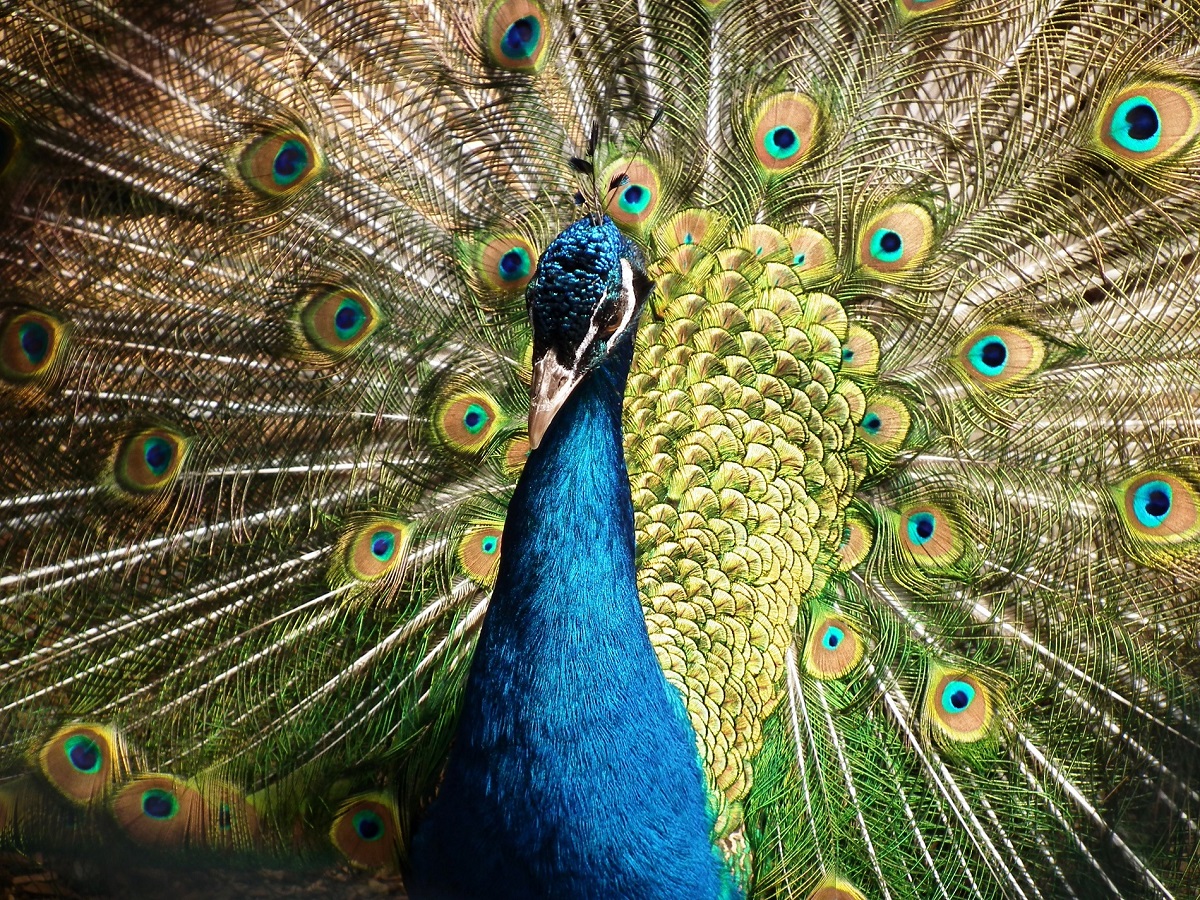 A peacock’s feathers are pigmented brown but a nanoscale network reflects light to imbue the feathers with vibrant colors