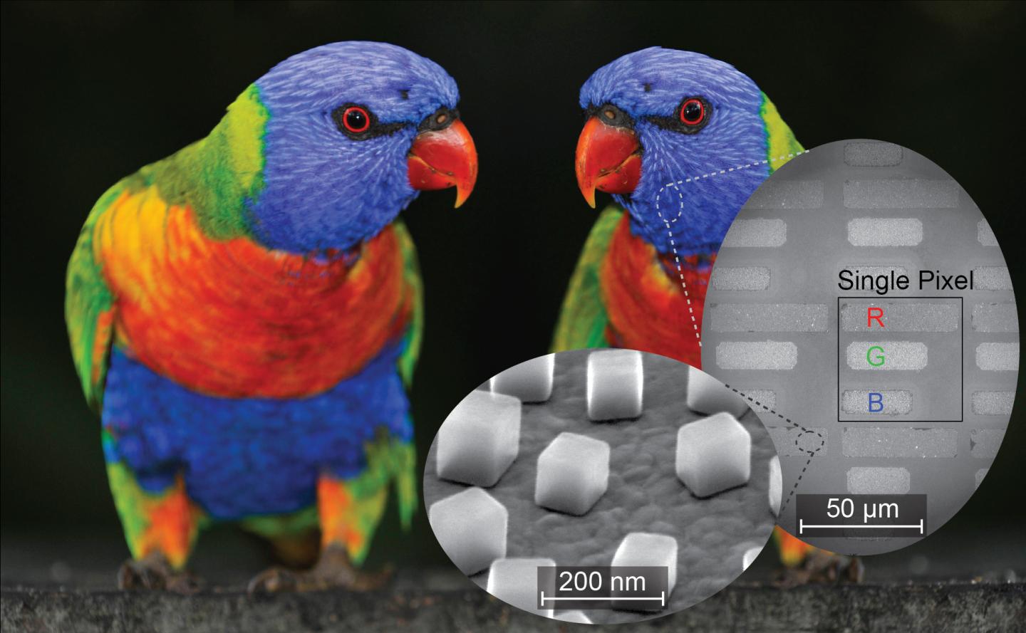 Researchers tested a new technique for printing and imaging in both color and infrared with this image of a parrot