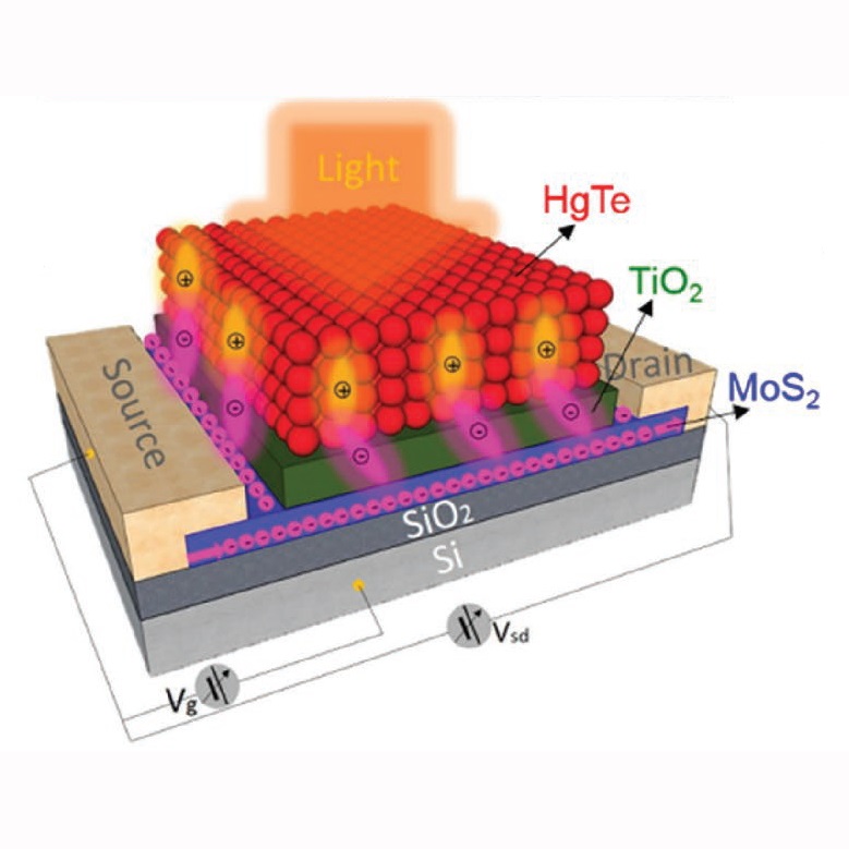 Schematic diagram of the hybrids device with light illumination and of the photogenerated carrier separation and transport in the hybrids photodetectors