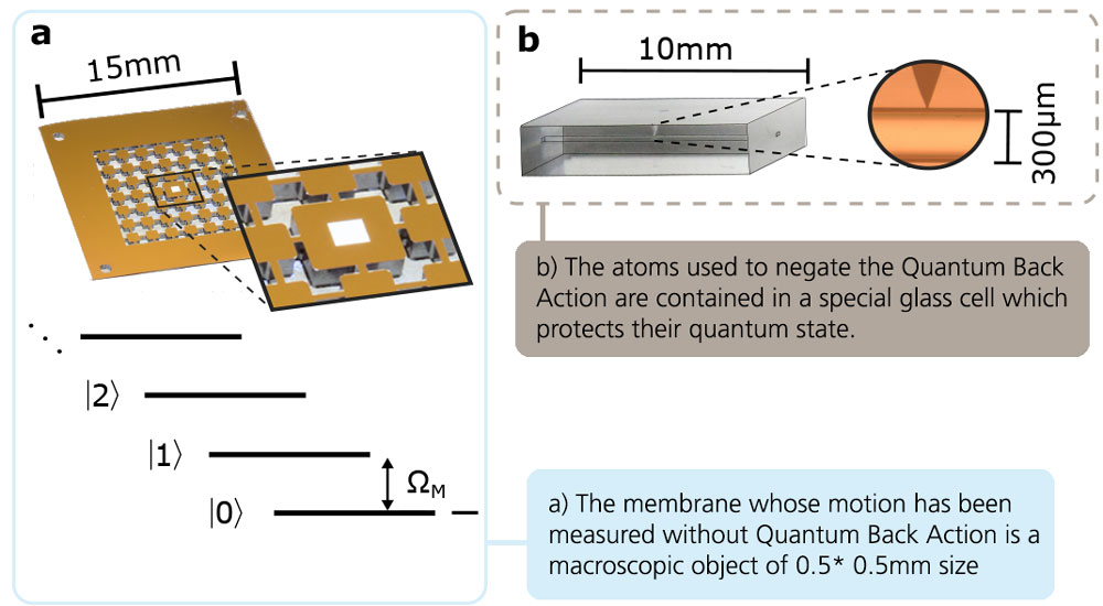 The membrane