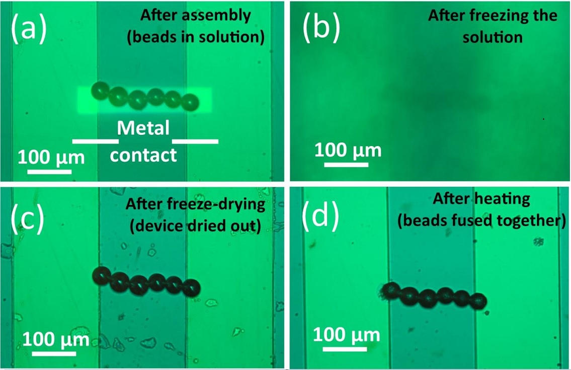 Freeze-Drying Assembled Microstructure