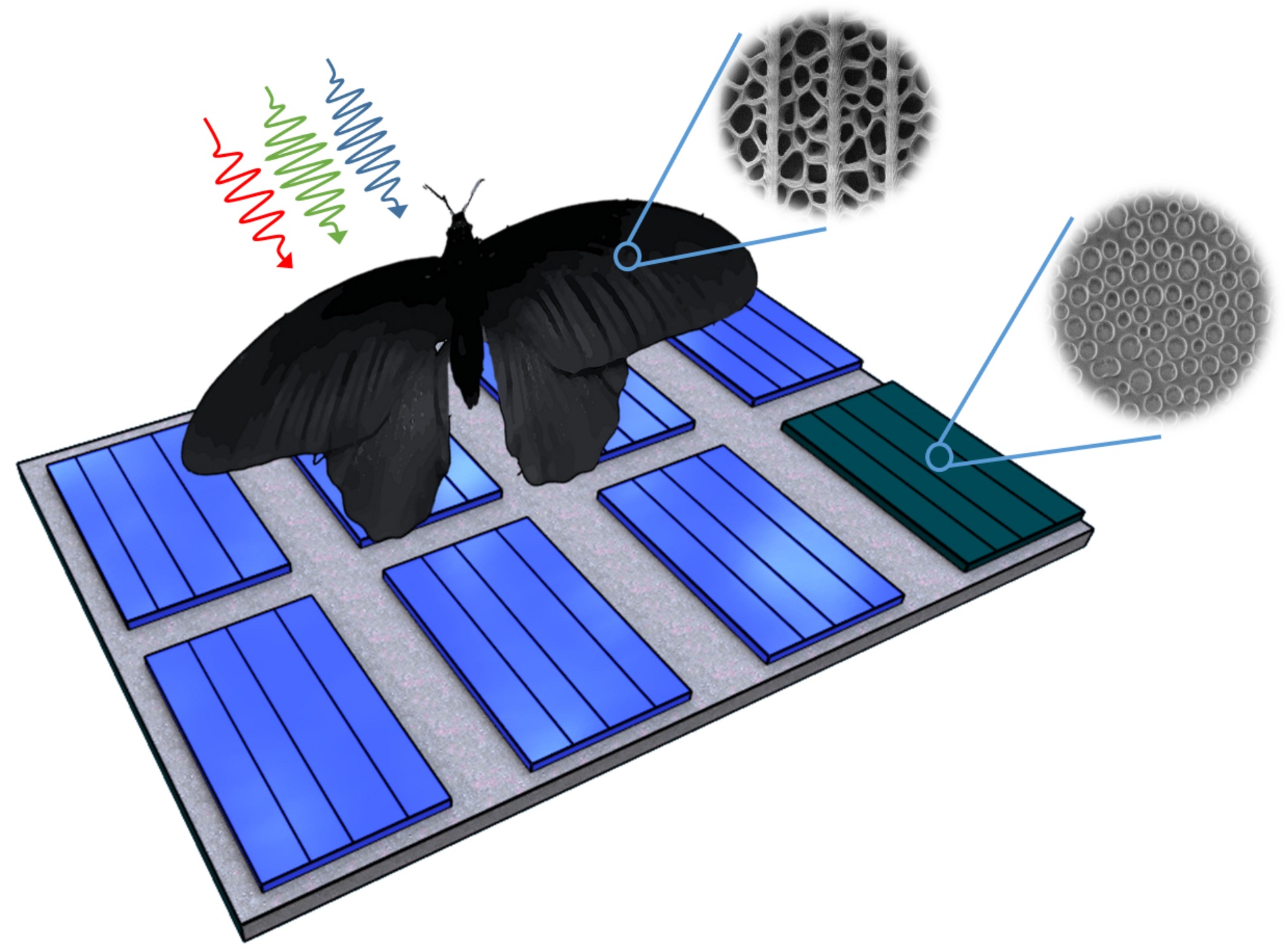 Nanostructures of the wing of Pachliopta aristolochiae can be transferred to solar cells and enhance their absorption rates by up to 200 percent