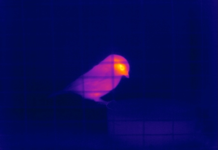 Thermal image