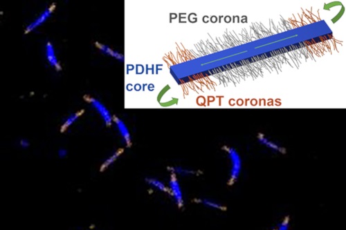 Image showing light emission from the polymeric nanostructures and schematic of a single nanostructure