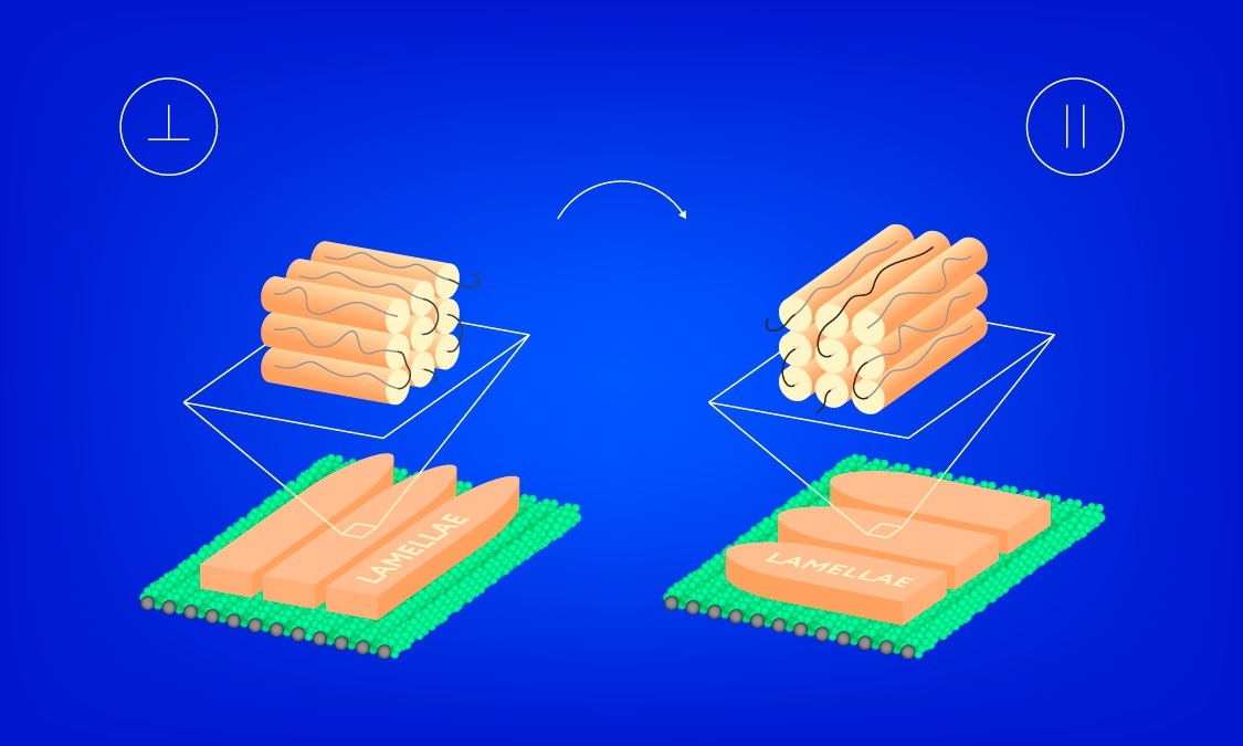 Two possible orientations of liquid crystals relative to the Teflon substrate