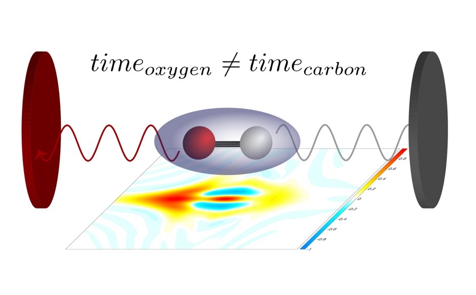 Depending on whether the electron is close to the oxygen or to the carbon atom, the laser pulse will eject it more or less quickly. That difference can now be precisely measured.