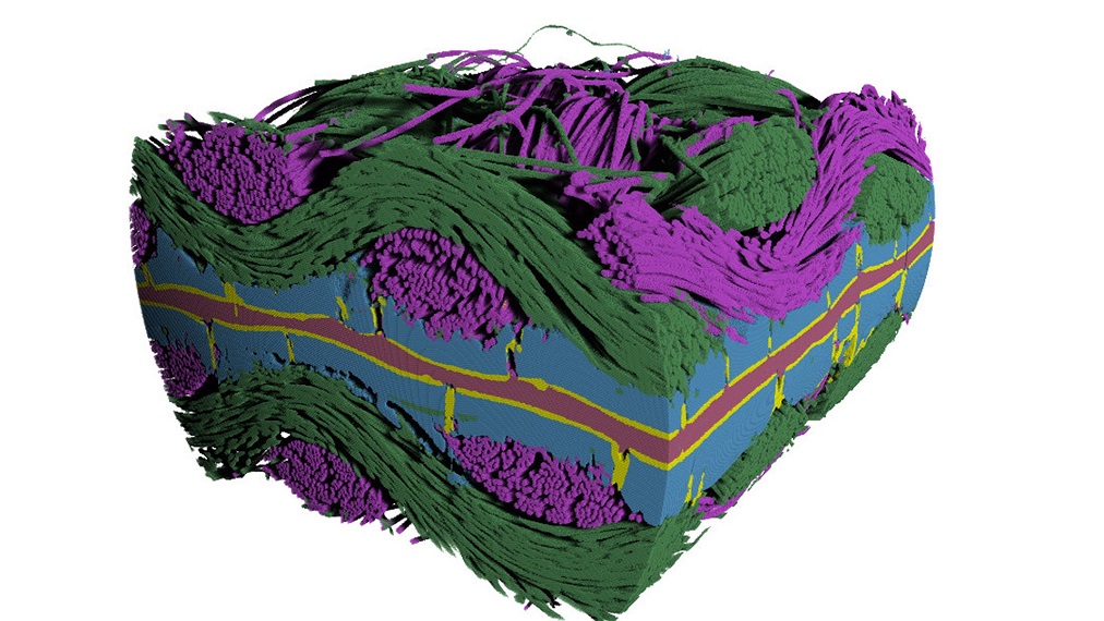 PEFC Segmented 3D