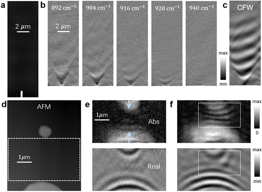 Hyperbolic phonon polariton and elliptical phonon polariton propagation on α-MoO3 film.